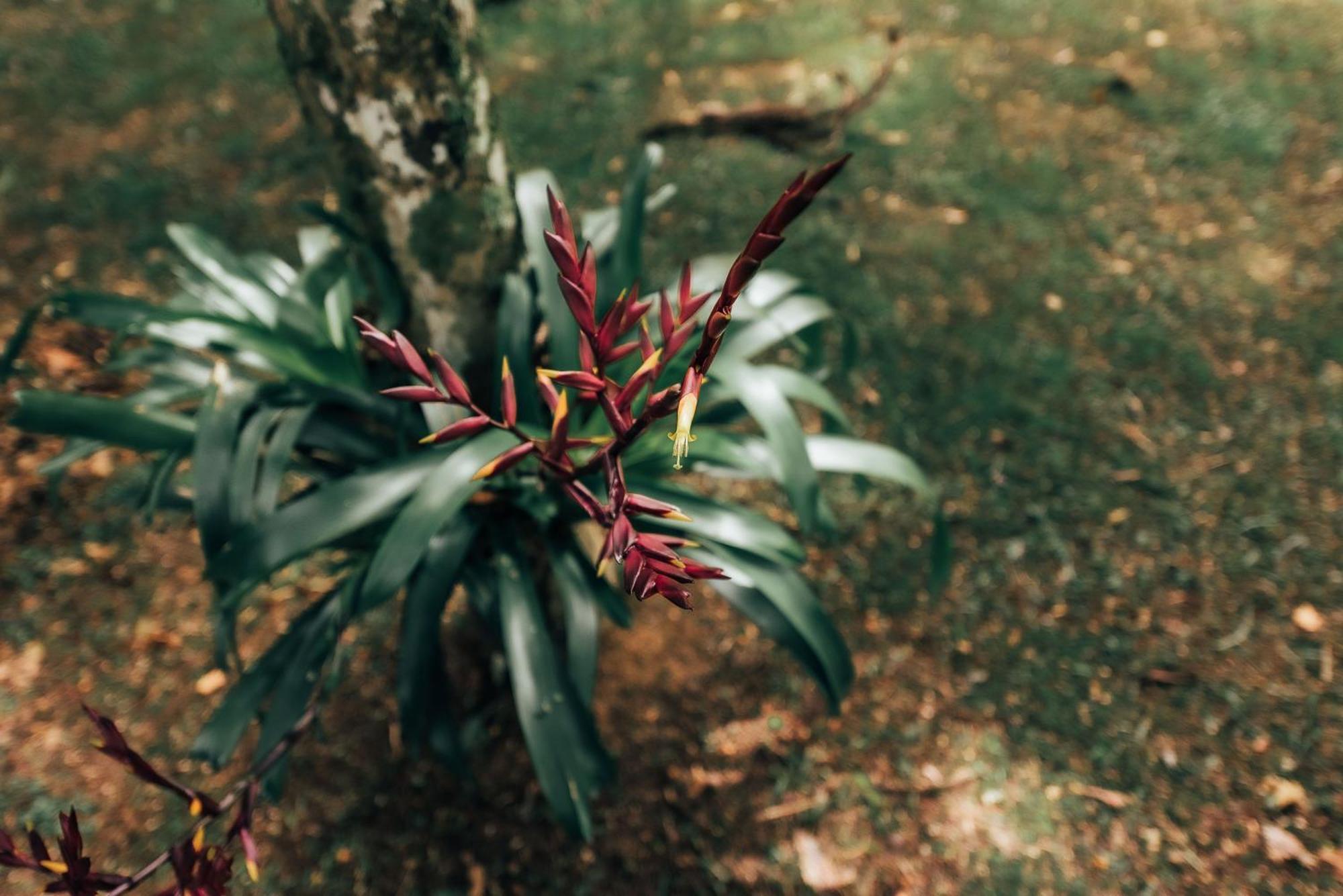 Terra Verde Maua Hotel Visconde De Maua Kültér fotó